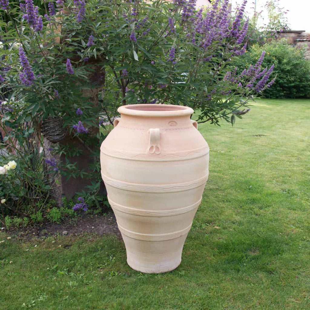 Eine große beige frostfeste Terrakotta-Amphore „Olea“ mit zwei kleinen Henkeln oben steht auf einem gepflegten grünen Rasen. Hinter der Amphore bildet ein grüner Olea-Strauch mit violetten Blüten einen natürlichen und lebendigen Hintergrund.