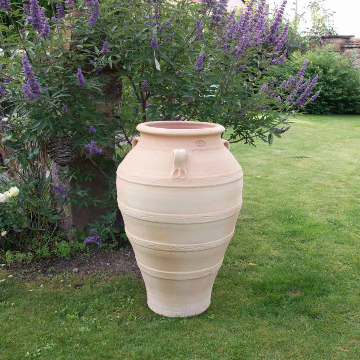 Eine große beige frostfeste Terrakotta-Amphore „Olea“ mit zwei kleinen Henkeln oben steht auf einem gepflegten grünen Rasen. Hinter der Amphore bildet ein grüner Olea-Strauch mit violetten Blüten einen natürlichen und lebendigen Hintergrund.