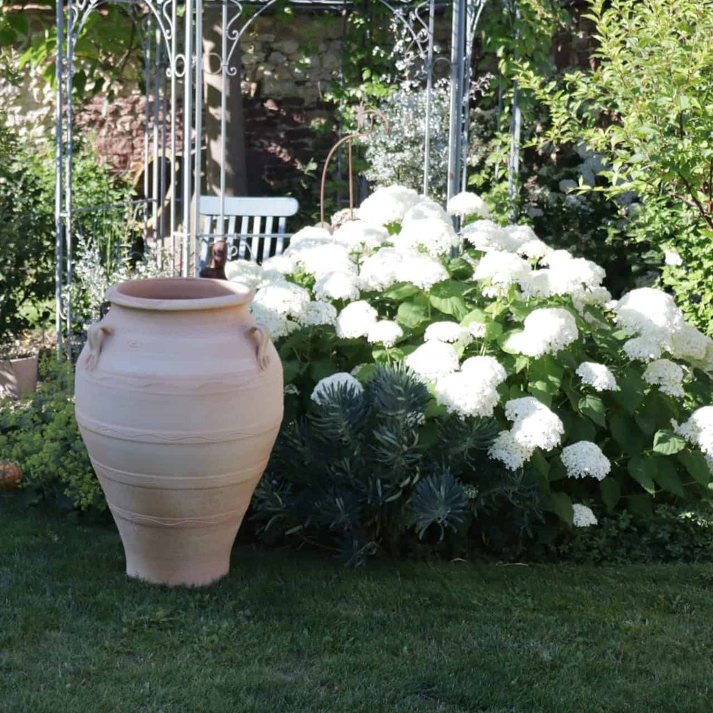 Eine frostbeständige Terrakotta-Amphore, „Olea“, ist 100 cm hoch und steht auf einem gepflegten Rasen neben einem Beet aus blühenden weißen Hortensien, umgeben von üppigen grünen Olea-Pflanzen. Im Hintergrund sind eine weiße Metallbank und eine Pergola zu sehen, die eine friedliche Gartenatmosphäre schaffen.