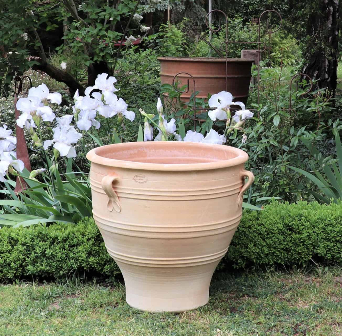 Ein großer, beigefarbener Terrakotta-Pflanzkübel „Rosa“ mit Griffen, der mit dekorativen Rillen versehen ist, steht im Garten. Hinter dem 60 cm großen Pflanzkübel befinden sich weiße Irisblüten und üppiges grünes Blattwerk. Im Hintergrund befinden sich ein weiterer mit Rosa bepflanzter Kübel und eine Gartenhecke.