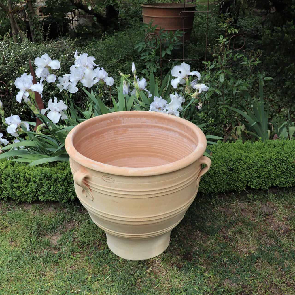 Ein großer, leerer Terrakotta-Pflanzkübel „Rosa“, H=60cm mit zwei Schlaufengriffen steht auf einer grasbewachsenen Gartenfläche. Dahinter bilden weiße Blüten und grünes Blattwerk einen üppigen Hintergrund, ergänzt durch eine gepflegte Hecke, die waagerecht hinter dem Topf verläuft.