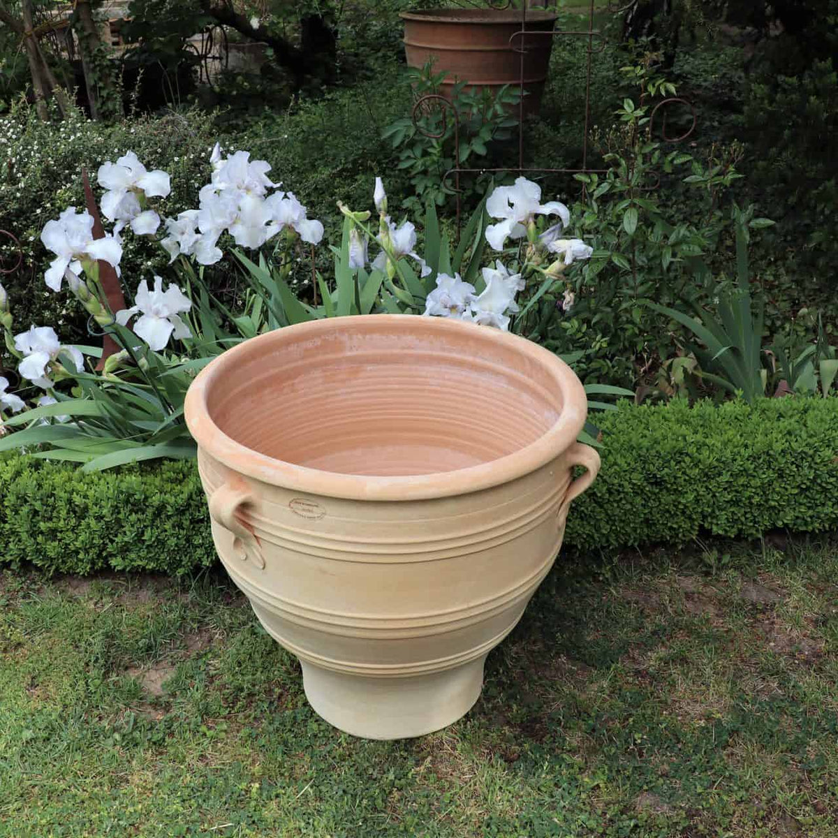 Ein großer, leerer Terrakotta-Pflanzkübel „Rosa“, H=60cm mit zwei Schlaufengriffen steht auf einer grasbewachsenen Gartenfläche. Dahinter bilden weiße Blüten und grünes Blattwerk einen üppigen Hintergrund, ergänzt durch eine gepflegte Hecke, die waagerecht hinter dem Topf verläuft.