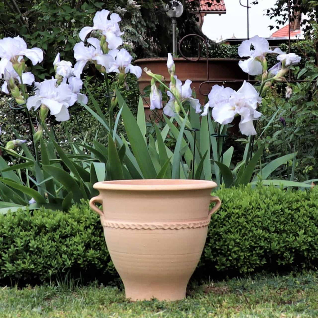 Ein Terrakotta-Pflanzkübel „Rosa 2“, H=35cm, mit zwei Griffen steht leer vor einem üppigen Gartenbeet voller hoher, blühender weißer Schwertlilien. Das grüne Laub und die weißen Blüten bilden einen lebendigen, natürlichen Hintergrund für den Topf.