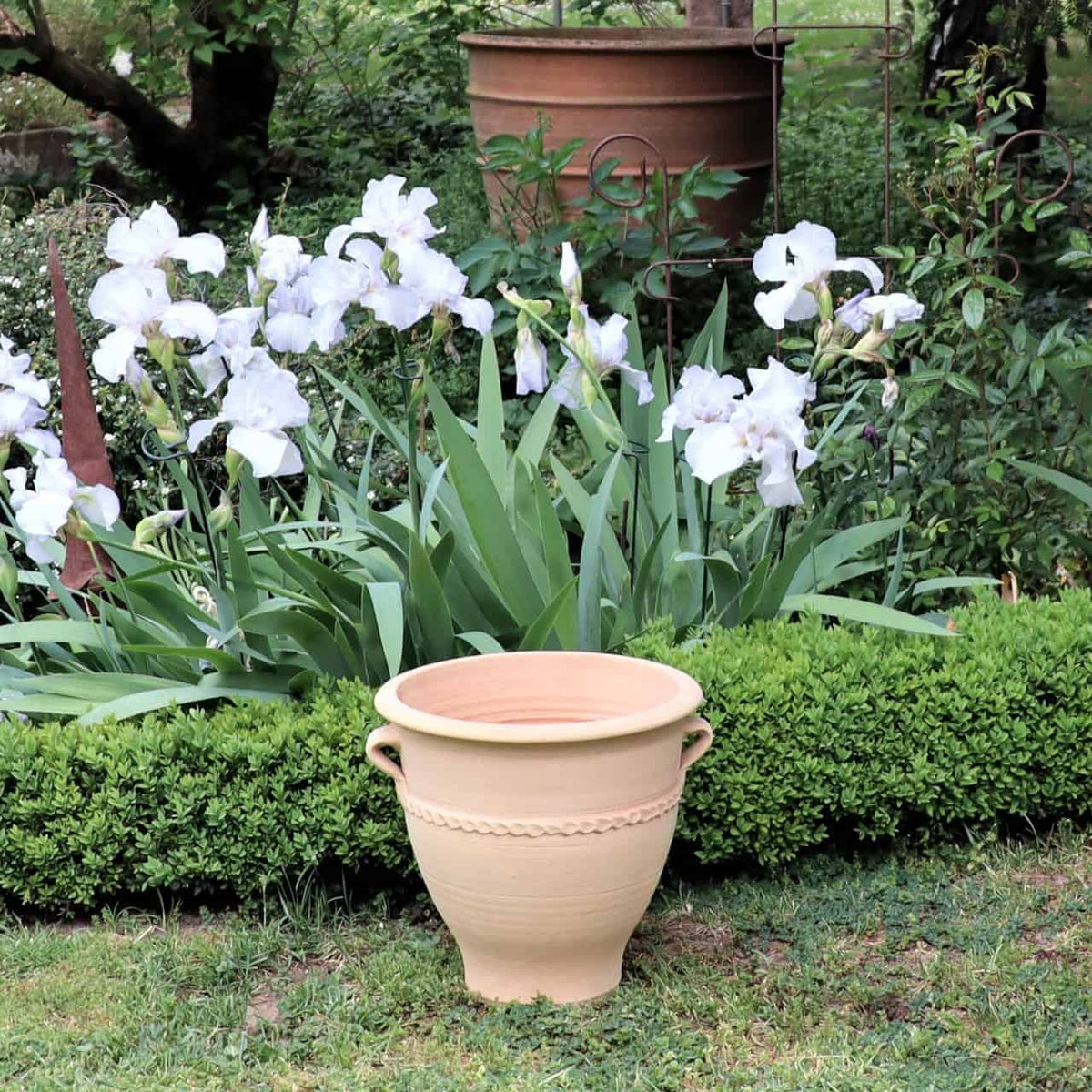 Ein Terrakotta-Pflanzkübel „Rosa 2“, H=35cm, steht auf einem Grasfleck vor einer ordentlich geschnittenen Hecke. Hinter der Hecke stehen große grüne Pflanzen mit weißen Irisblüten in voller Blüte. Im Hintergrund ist ein weiterer größerer Terrakotta-Topf zu sehen, der teilweise von den Blumen und dem Laub verdeckt wird.