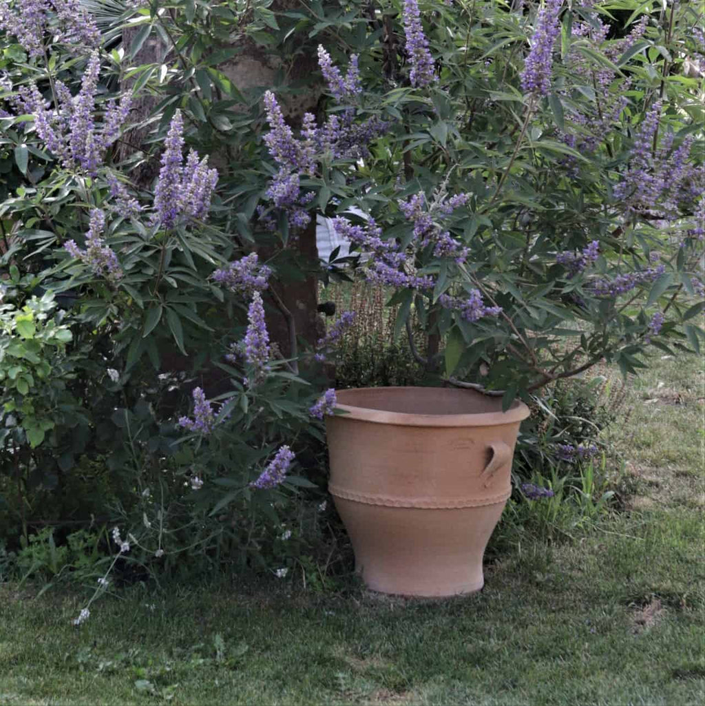 Ein Terrakotta-Pflanzkübel „Rosa 2“, H=40 cm, steht auf dem Rasen, teilweise bedeckt von einem hohen Strauch mit violetten Blüten. Die Gartenszene ist üppig mit grünem Laub bedeckt und schafft eine ruhige und natürliche Atmosphäre. Der Topf hat ein schlichtes, rustikales Design.