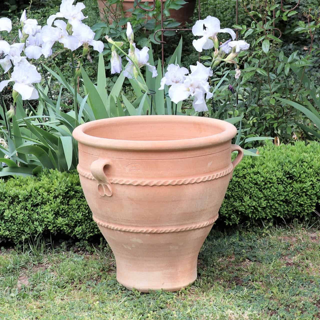 Ein 50 cm hoher Terrakotta-Pflanzkübel „Rosa 2“ mit zwei seitlichen Henkeln steht auf einer Rasenfläche. Der Topf ist von blühenden weißen Schwertlilienblüten und üppigem grünem Blattwerk umgeben. Im Hintergrund sorgt eine sauber geschnittene Hecke für eine malerische Kulisse.