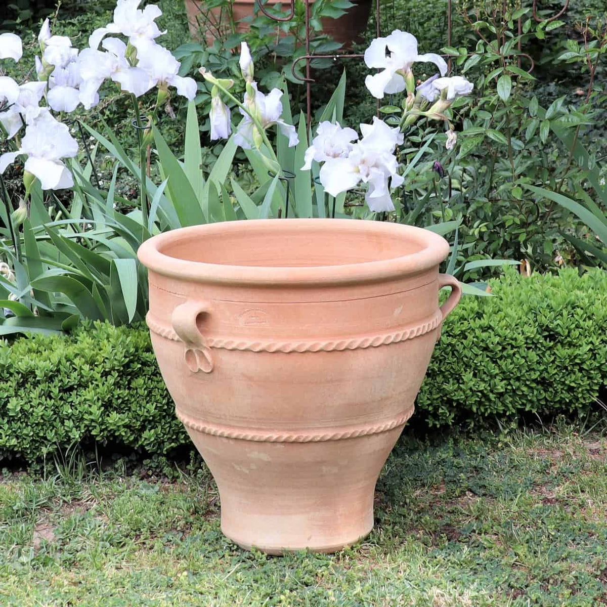 Ein 50 cm hoher Terrakotta-Pflanzkübel „Rosa 2“ mit zwei seitlichen Henkeln steht auf einer Rasenfläche. Der Topf ist von blühenden weißen Schwertlilienblüten und üppigem grünem Blattwerk umgeben. Im Hintergrund sorgt eine sauber geschnittene Hecke für eine malerische Kulisse.