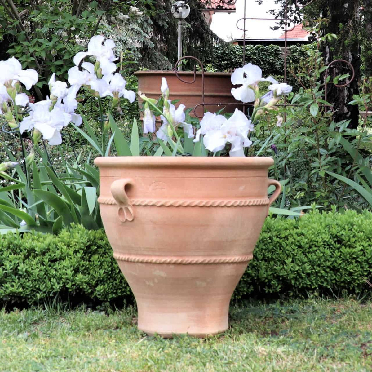 Ein 50 cm hoher Terrakotta-Pflanzkübel „Rosa 2“ mit ausgestelltem Boden, seilartigen Mustern und zwei Griffen steht auf einer Rasenfläche. Aus dem Topf wachsen weiße Schwertlilien mit langen grünen Blättern. Büsche und verschiedene Pflanzen füllen den Hintergrund, wobei ein weiterer Terrakotta-Pflanzkübel „Rosa 2“ teilweise hinter dem Laub sichtbar ist.