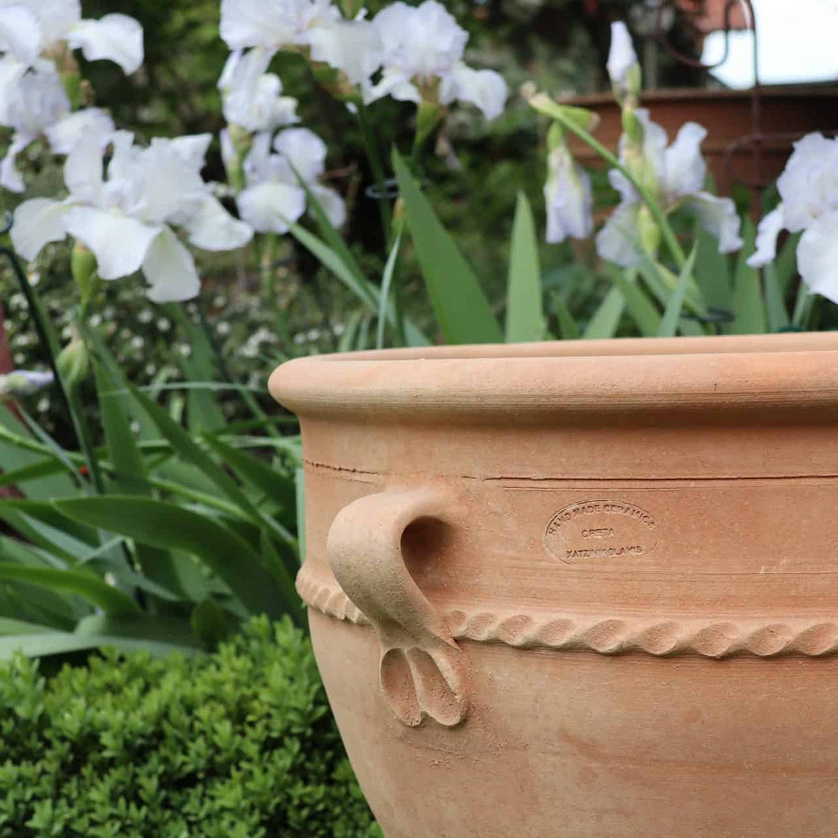 Eine Nahaufnahme des Terrakotta-Pflanzkübels „Rosa 2“ mit dekorativem Griff und Seildetail, 50 cm hoch, vor einem Hintergrund aus blühenden weißen Schwertlilien und üppigem grünem Laub in einem Garten.