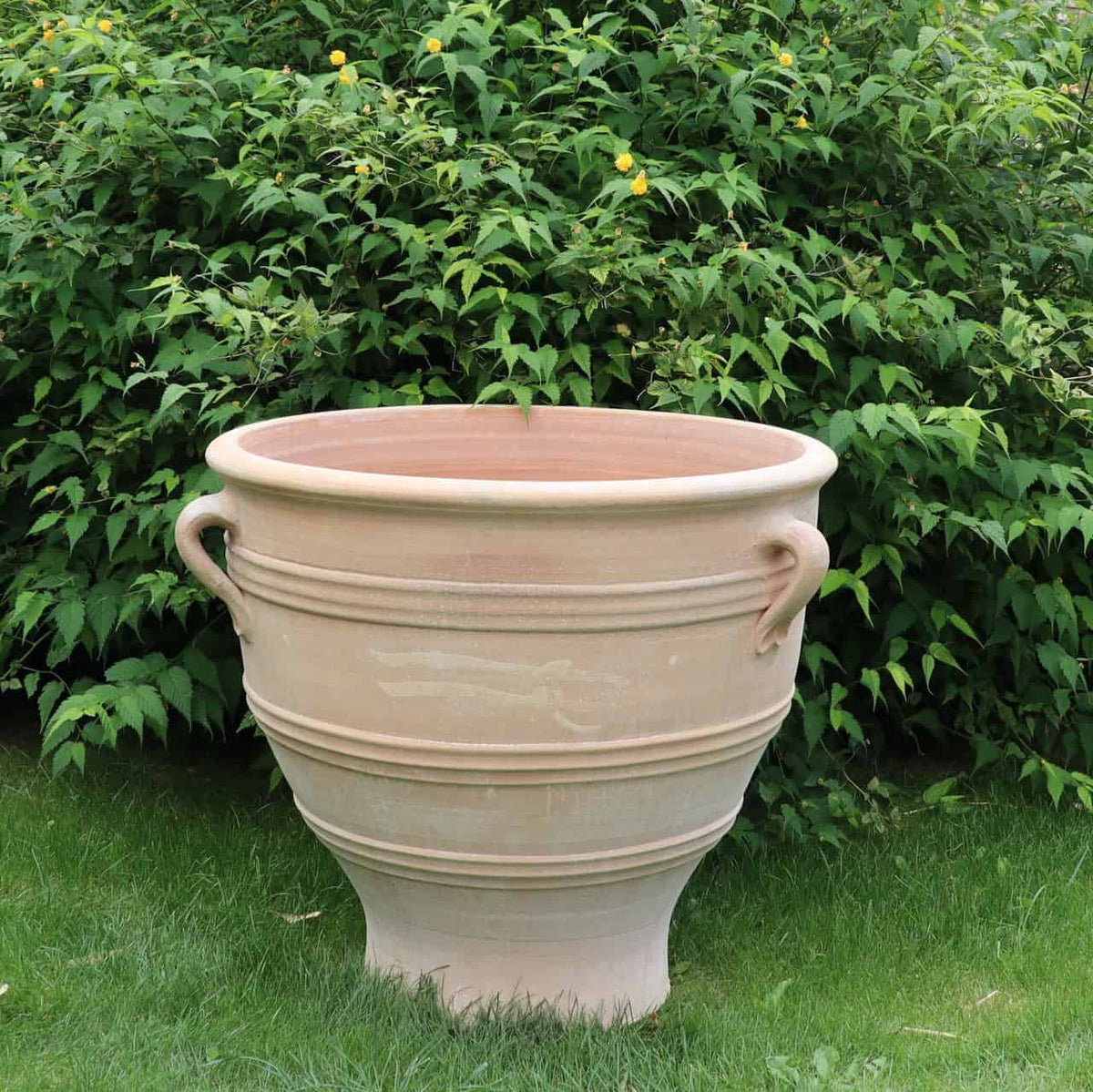 Ein großer, leerer Terrakotta-Pflanzkübel „Rosa“ H=70cm mit zwei Henkeln steht auf Gras. Der Topf hat einen ausgestellten Boden und ist von üppigem, grünem Blattwerk umgeben. Im Hintergrund sind zwischen dem Grün gelbe Blüten zu sehen.