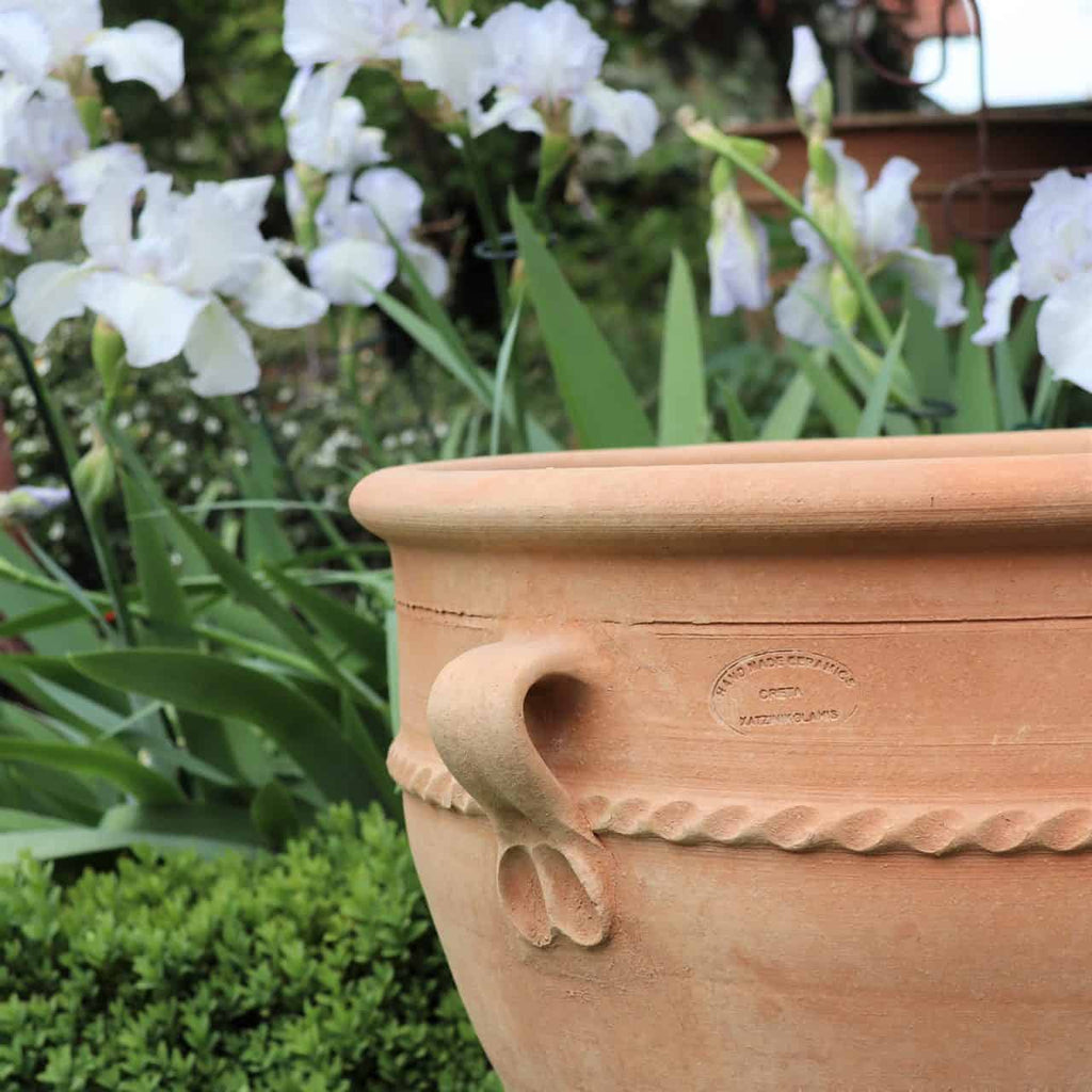 Ein Terrakotta-Pflanzkübel „Rosa 2“, H=50cm, mit elegantem Griff und detailreichem Rand steht in einem Garten. Weiße Schwertlilien und üppiges grünes Laub umgeben den Topf und schaffen eine ruhige und natürliche Umgebung. Das sonnige Wetter hebt die erdige Textur des Topfes und die leuchtenden Farben der Pflanzen hervor.