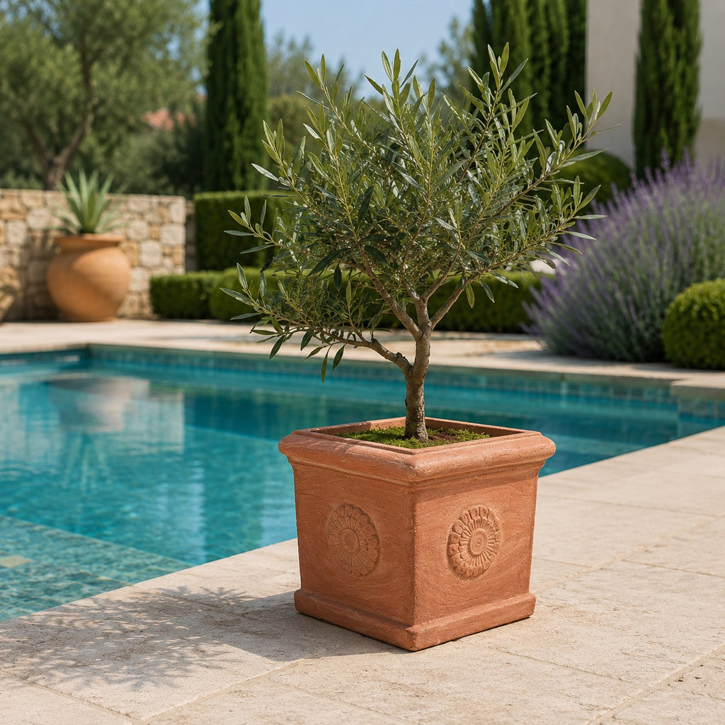 Ein kleiner Olivenbaum in dem quadratischen Terrakotta-Kübel „Rosone“ steht an einem sonnigen Tag neben einem blauen Swimmingpool, im Hintergrund sind Grünpflanzen, Lavendel und Steinmauern zu sehen.