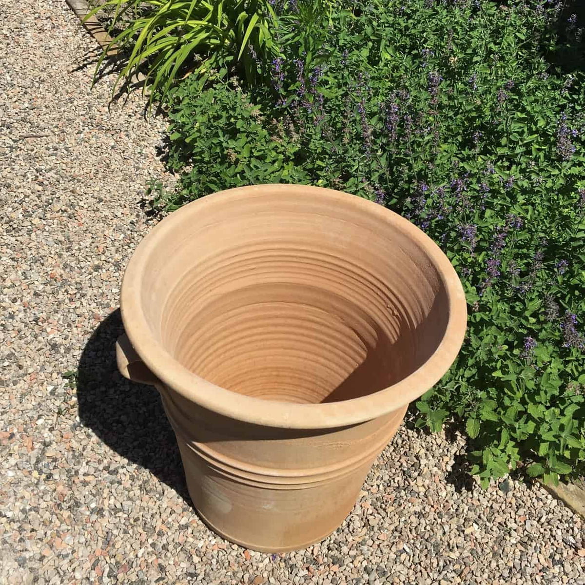 Ein großer, leerer Terrakotta-Pflanztopf, Blumenkübel „Salvia“ (H=34 cm), steht auf einem Kiesweg neben üppigen Grünpflanzen und leuchtendem Salbei in einem Garten. Der Pflanztopf weist ein dekoratives Rippenmuster auf und wird in Sonnenlicht getaucht.