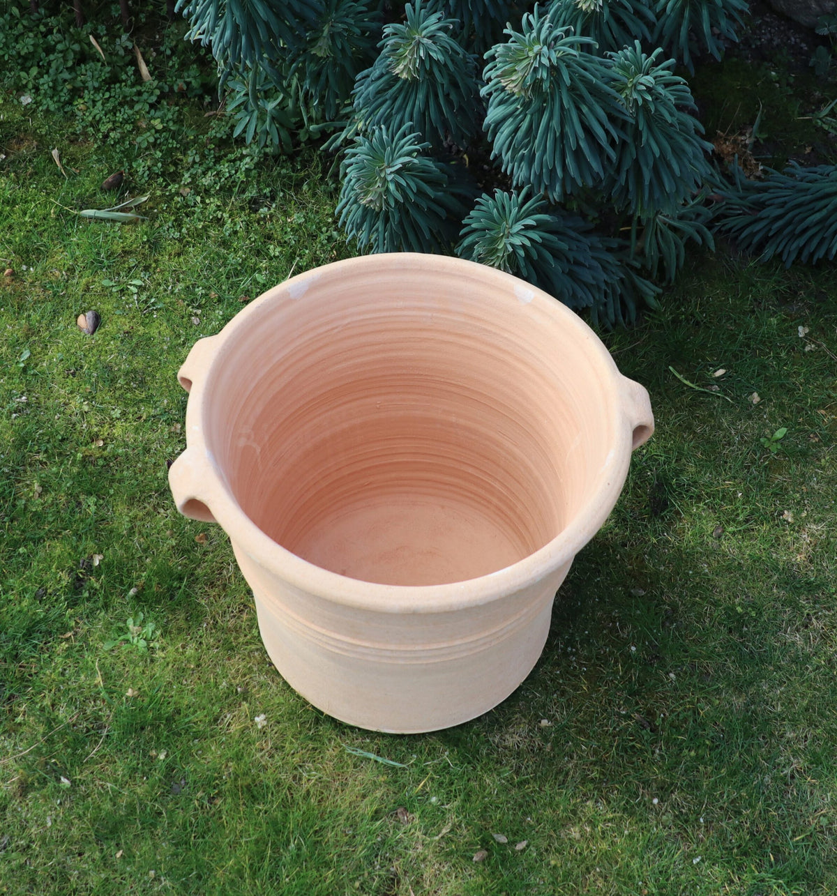 Ein großer, beiger Pflanzkübel „Salvia 2“ aus Keramik mit Griffen steht auf einer Rasenfläche. Der 40 cm hohe Topf hat eine strukturierte und leicht gerippte Oberfläche und steht neben einer grünen Salvia-Pflanze.