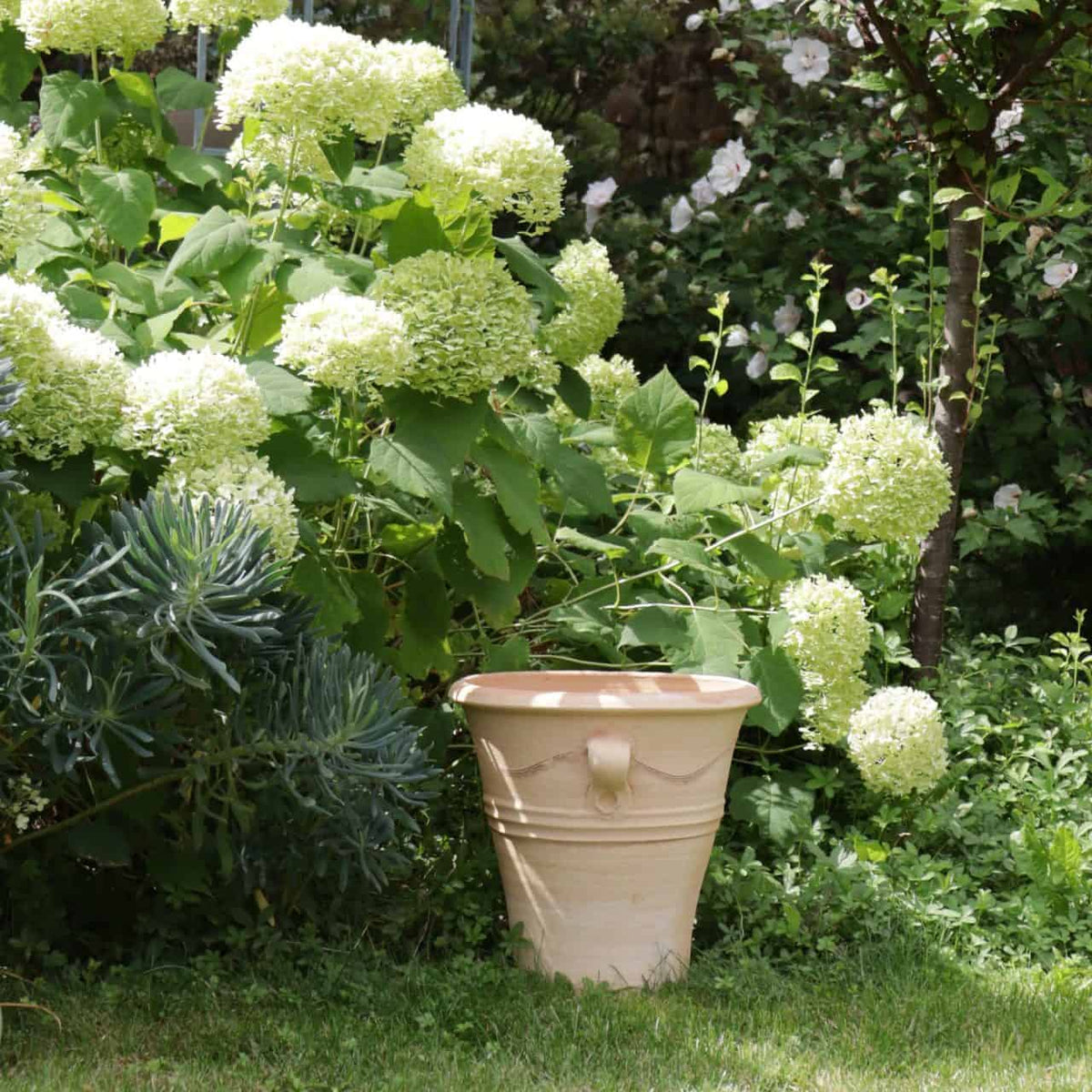 In einer ruhigen Gartenszene steht ein Terrakotta-Pflanztopf, Blumenkübel „Salvia“ (H=34 cm), auf grünem Gras neben üppigen grünen Hortensienbüschen, die mit großen, weißen Blütenständen geschmückt sind. Andere verschiedene Pflanzen und blühende Blumen, darunter leuchtender Salbei, bilden einen malerischen Hintergrund.