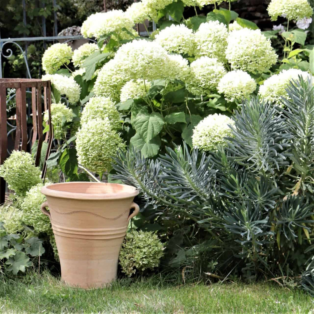 Ein Terrakotta-Pflanztopf, Blumenkübel „Salvia“ (H=34 cm), steht auf einer Wiese vor einem üppigen Garten mit blühenden weißen Hortensien, Salbei und anderen grünen Blättern. Im Hintergrund sind teilweise ein Holzstuhl und ein dekorativer Metallzaun sichtbar.