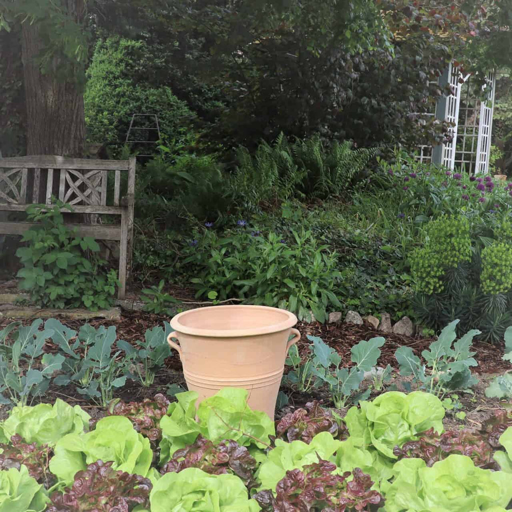 Eine üppige Gartenszene mit verschiedenen Pflanzen und Grünpflanzen, mit einem winterfesten Blumentopf „Salvia“ H=40 cm in der Mitte im Vordergrund. Links steht eine Holzbank im Schatten eines großen Baumes, umgeben von kräftigem Laub und blühenden Pflanzen. Im Hintergrund ist ein weißes Spalier zu sehen.
