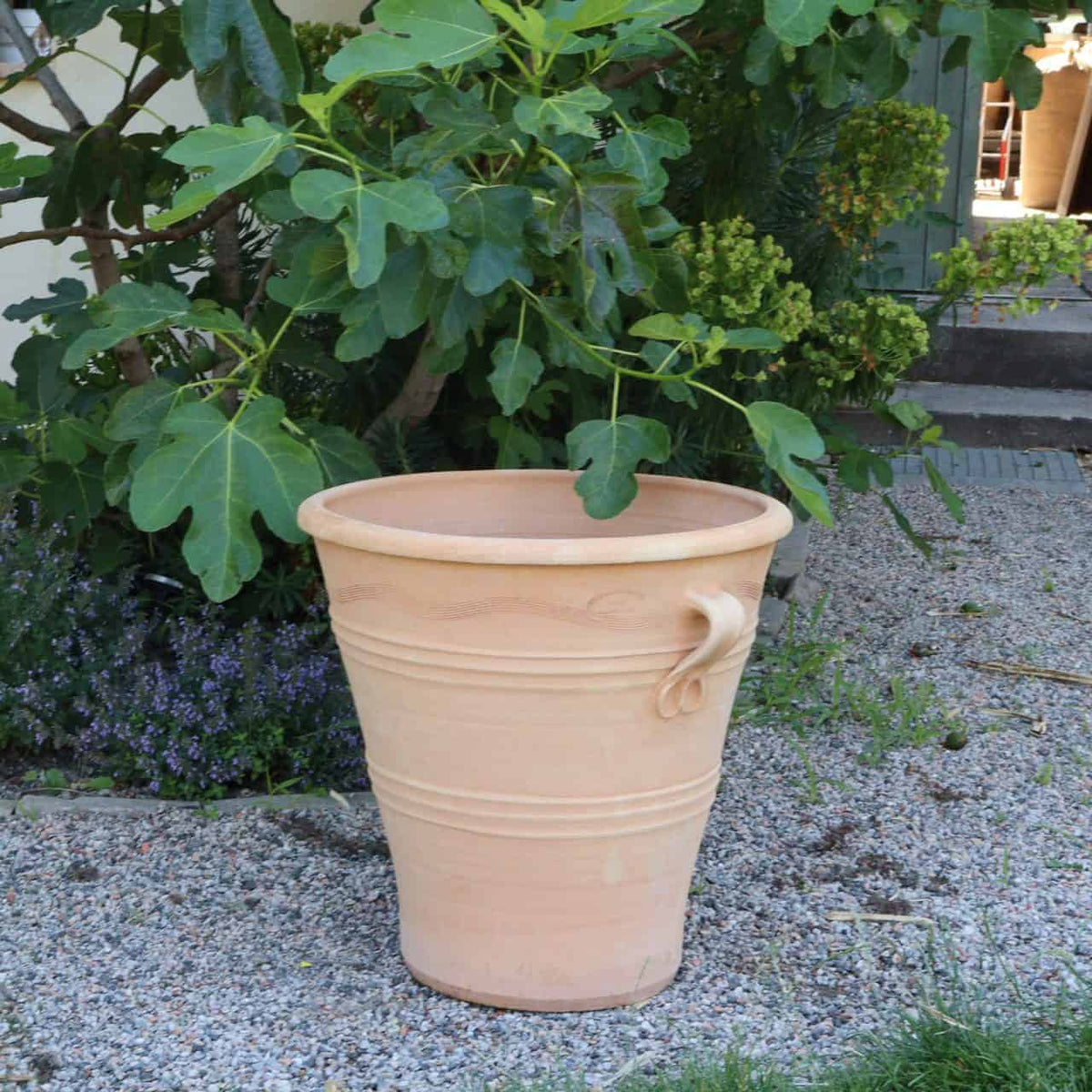 Der frostfeste Terrakotta-Blumenkübel „Salvia“, stehend H=50 cm, steht auf Kies in einem Gartenbereich im Freien. Dahinter bildet eine üppig grüne Salvia-Pflanze mit breiten, flachen Blättern den Hintergrund. In der Nähe der Basis der Pflanze sind kleine violette Blüten sichtbar.