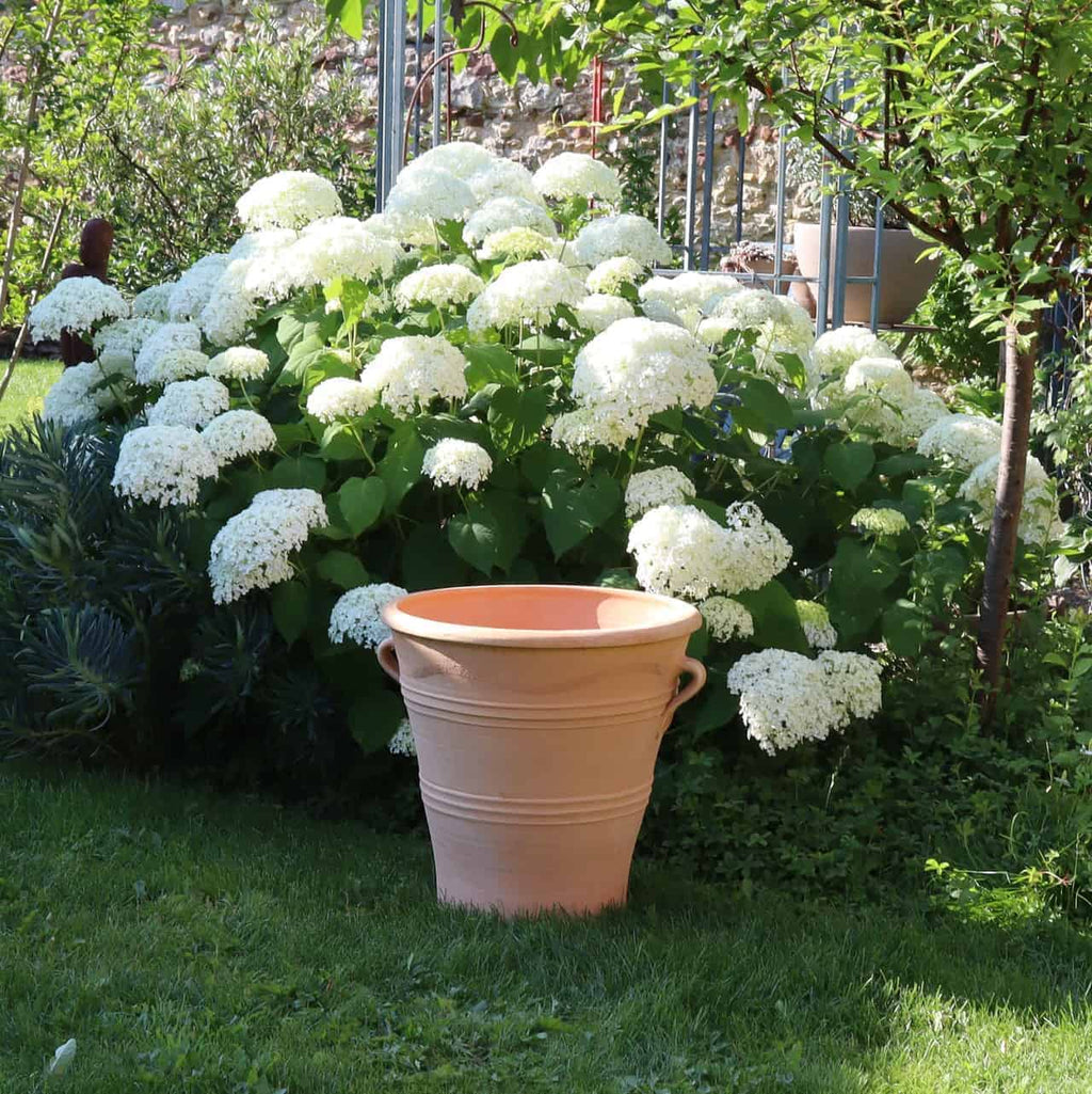 Der frostfeste Terrakotta-Blumenkübel „Salvia“ mit einer Höhe von 50 cm steht auf einer grünen Wiese vor einem üppigen Hortensienbusch mit großen weißen Blüten. Die Szene ist hell und sonnenbeschienen, im Hintergrund sind weitere Pflanzen und Gartenstrukturen zu erkennen.
