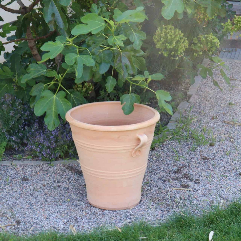Ein frostfester Terrakotta-Blumenkübel „Salvia“, 50 cm hoch, steht auf einer Kiesfläche neben üppigem, grünem Laub mit breiten Blättern. Der Hintergrund zeigt weiteres Grün, und nahe dem Boden des Topfes ist ein kleiner Fleck mit violetten Salvia-Blüten zu sehen.