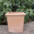 Ein quadratischer Terrakotta-Pflanztopf, bezeichnet als Pflanztopf aus Terrakotta „Laurus“, eckig, H=26 cm, steht auf einer Kiesfläche mit üppigen Lorbeerblättern im Hintergrund. Der Pflanztopf ist leer, hat eine glatte Textur und einen leicht breiten Rand an der Oberseite.