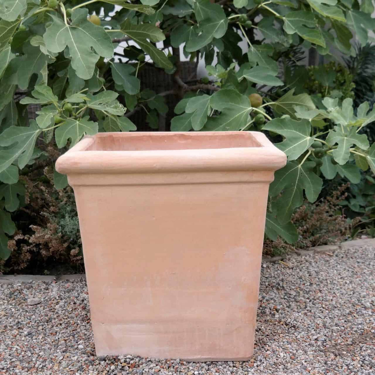 Ein quadratischer Terrakotta-Pflanztopf, bezeichnet als Pflanztopf aus Terrakotta „Laurus“, eckig, H=26 cm, steht auf einer Kiesfläche mit üppigen Lorbeerblättern im Hintergrund. Der Pflanztopf ist leer, hat eine glatte Textur und einen leicht breiten Rand an der Oberseite.