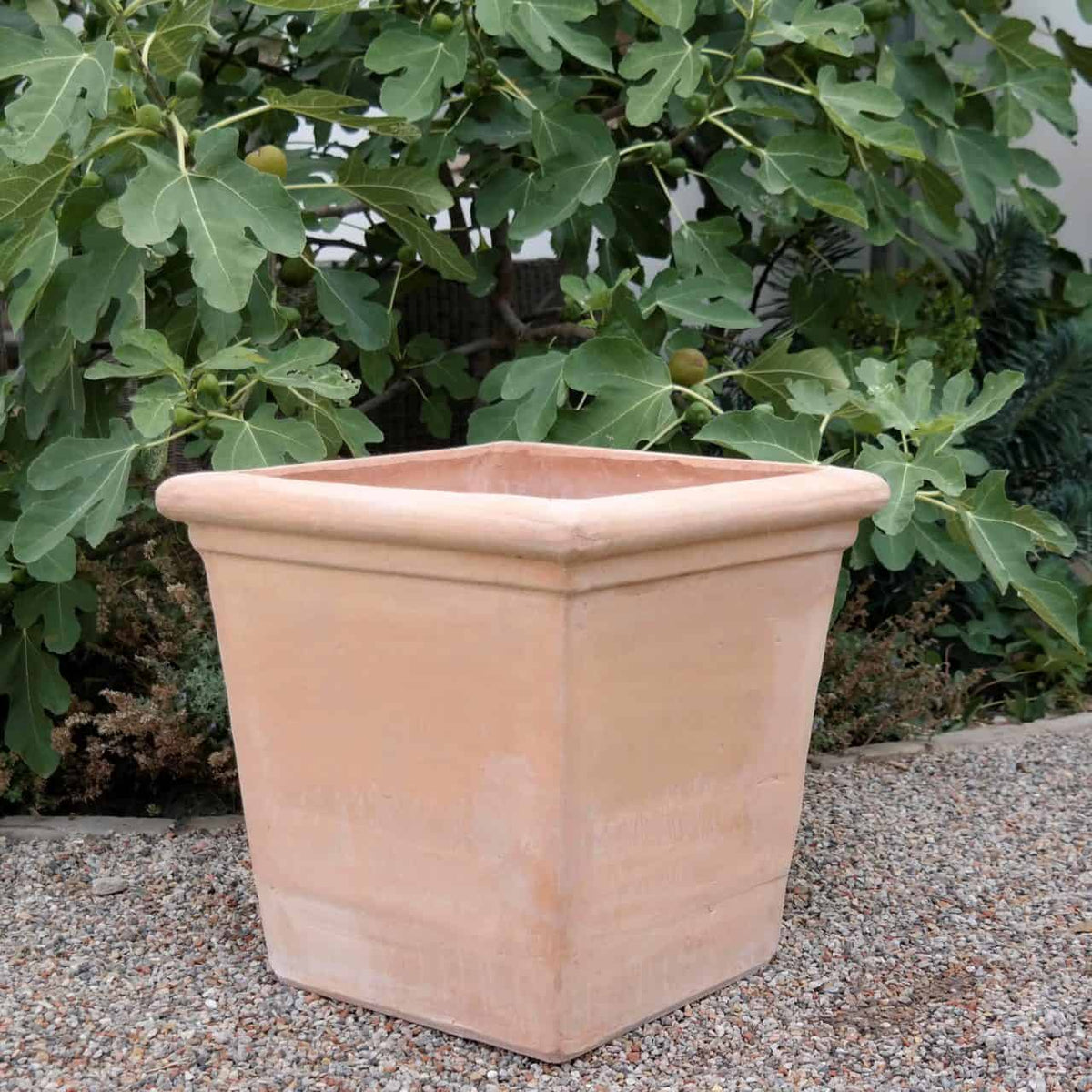 Ein quadratischer Pflanztopf aus Terracotta „Laurus“ mit breitem Rand steht auf einer Kiesfläche. Im Hintergrund ist ein Feigenbaum mit großen, grünen Blättern abgebildet.