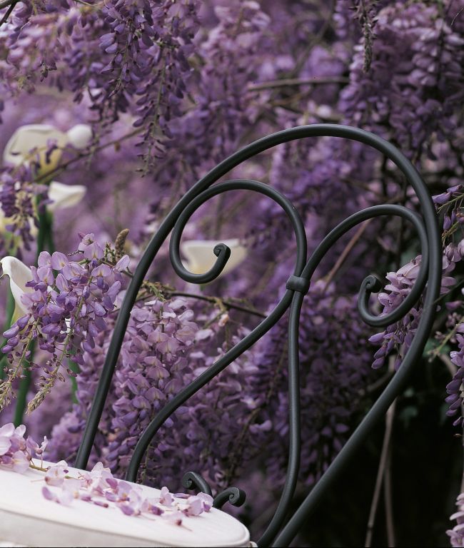 Ein schmiedeeiserner Gartenstuhl, bekannt als Stuhl Aurora, steht umgeben von herabhängenden lila Glyzinienblüten. Zarte Blütenblätter schmücken den Stuhl und den Boden und schaffen eine heitere und üppige Atmosphäre. Das komplizierte Design des Stuhls Aurora fügt sich harmonisch in die üppige Blumenkulisse ein.