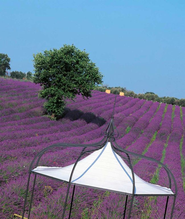 Ein Pavillon Solaire steht vor einem Hintergrund aus leuchtend violetten Lavendelfeldern. Ein einzelner grüner Baum ragt prominent zwischen den Lavendelreihen unter einem klaren blauen Himmel hervor.