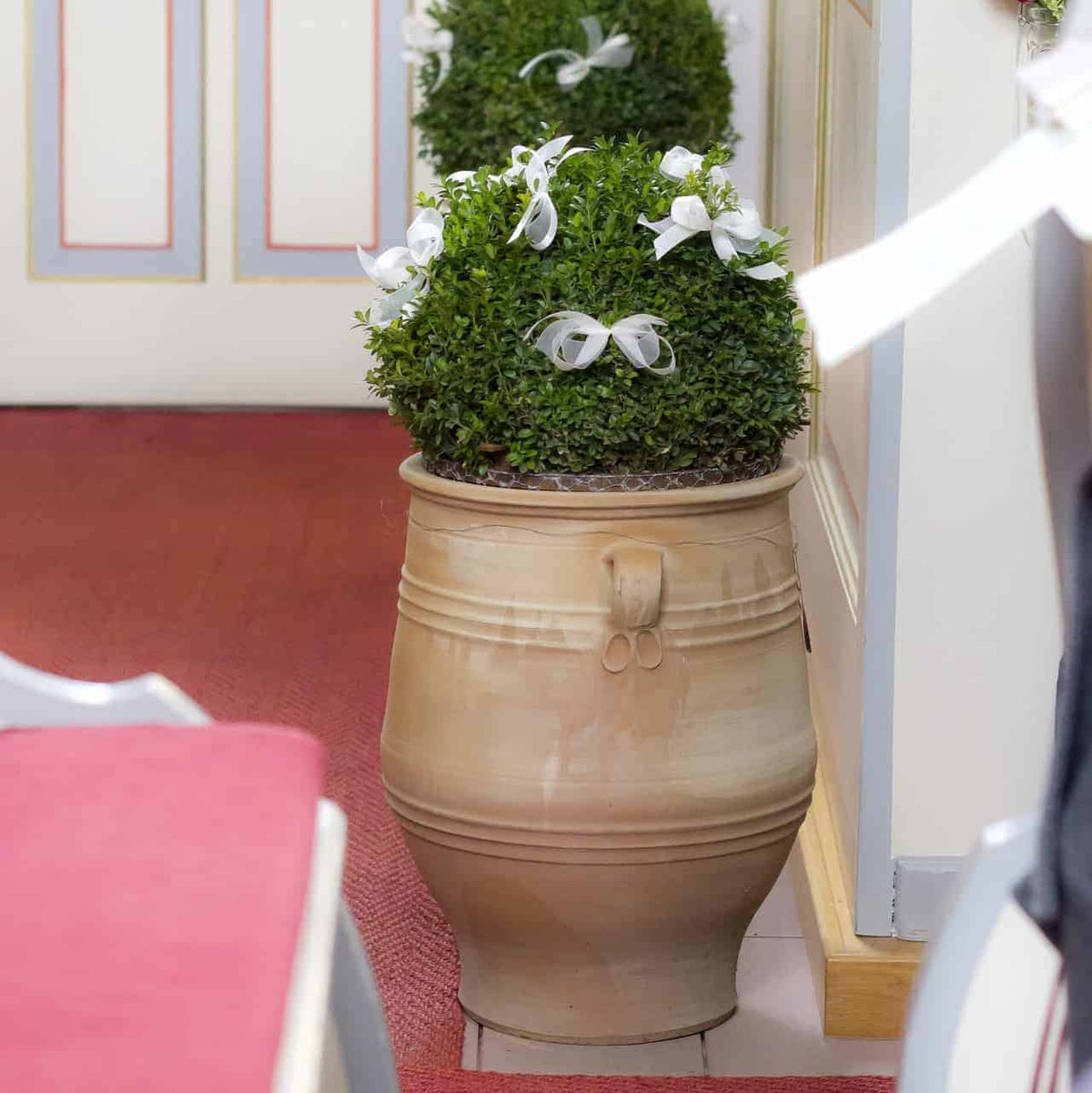 Eine frostbeständige Terrakotta-Amphore „Thymus 2“ mit einer Höhe von 50 cm, die einen kugelförmigen grünen Busch enthält, der mit kleinen weißen Schleifen geschmückt ist, steht in einem Innenbereich mit rotem Teppichboden. Die Pflanze steht an einer weiß und goldverzierten Wand und deutet auf eine elegante, möglicherweise zeremonielle Umgebung hin.