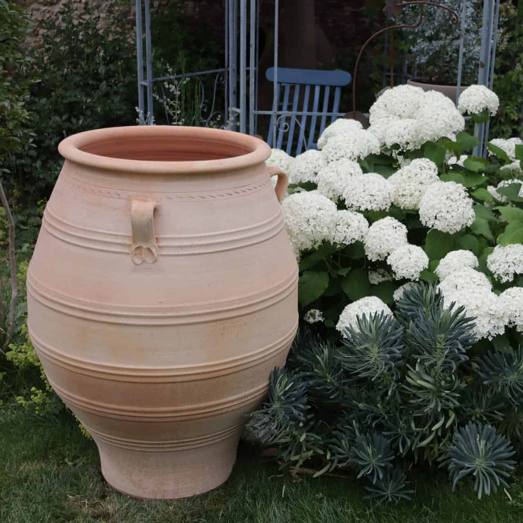 Eine XXL-Terrakotta-Amphore „Thymus“ mit einer Höhe von 100 cm steht eingebettet in einer Rasenfläche mit zwei kleinen Henkeln, umgeben von üppigem Grün. Im Hintergrund blühen leuchtend weiße Hortensienblüten, begleitet von einem blauen Gartenstuhl, der teilweise neben der stattlichen Urne sichtbar ist. Duftender Thymian in der Nähe trägt zum Charme dieser ruhigen Szene bei.