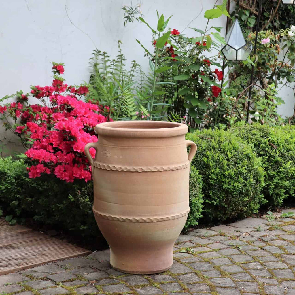 Die frostfeste Terrakotta-Amphore "Thymus 2" H=50cm mit zwei Henkeln steht auf einem gepflasterten Weg, umgeben von üppigem Grün und leuchtend rosa Blüten. Der Hintergrund zeigt eine weiße Wand, die mit noch mehr Blattwerk geschmückt ist, darunter Büschel duftenden Thymus.