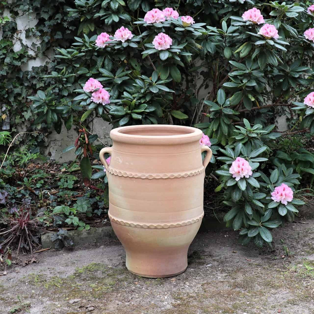 Eine große, frostfeste Terrakotta-Amphore „Thymus 2“ mit zwei Henkeln steht auf dem Boden vor einem üppigen Busch mit blühenden rosa Blüten. Der Topf weist in der Mitte eine einfache, dekorative Bänderung auf. Der Hintergrund besteht aus grünem Laub und einer rauen, erdigen Bodenoberfläche, auf der blühende Thymuspflanzen blühen.
