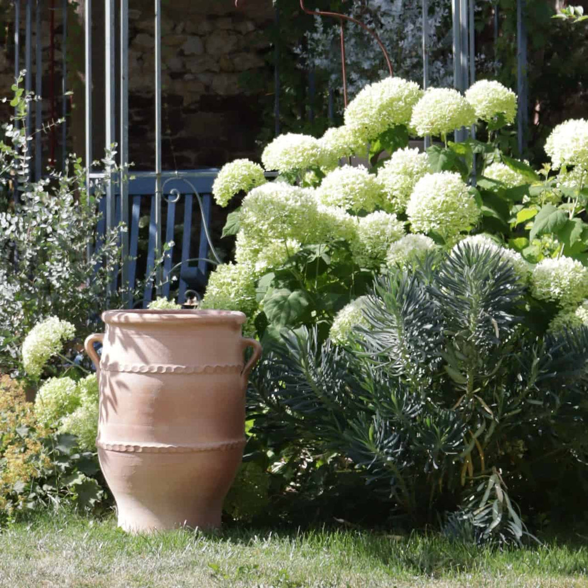 Eine Gartenszene mit großen Büscheln blühender weißer Hortensien und anderer Grünpflanzen, mit einer prominent präsentierten frostfesten Terrakotta-Amphore „Thymus 2“ H=50cm Terrakotta-Vase. Verschiedene Pflanzen, darunter eine Thymuspflanze, bringen Abwechslung in den Garten, während ein Metallzaun oder Spalier im Hintergrund dem üppigen und gepflegten Raum Struktur verleiht.