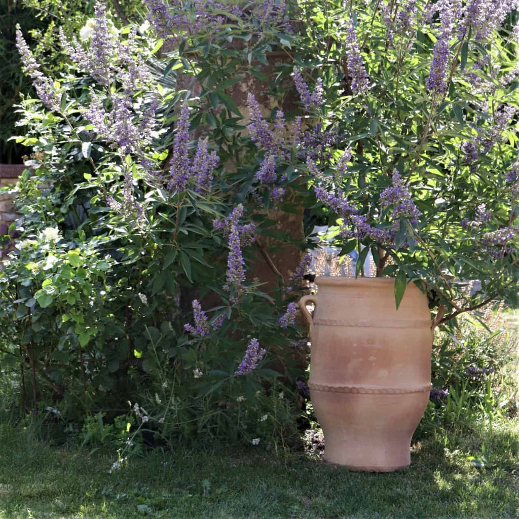 In einem Garten voller üppigem Grün und hohen violetten Blumen sticht die frostfeste Terrakotta-Amphore „Thymus 2“ (H=50 cm) hervor. Sonnenlicht fällt durch das Blattwerk, wirft weiche Schatten und unterstreicht die natürliche Schönheit der Thymuspflanzen und dieses rustikalen Topfes.