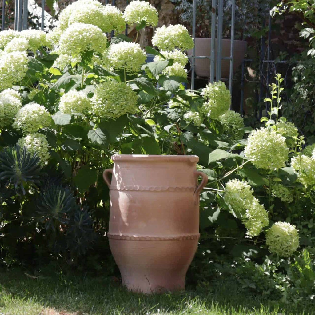 Eine große, hellbraune, frostfeste Terrakotta-Amphore „Thymus 2“ mit zwei Griffen steht auf einem Rasenstück in einem Garten. Umgeben von üppigen grünen Pflanzen und blühenden weißen Hortensienblüten hat sie eine Höhe von 50 cm. Metallische Gartenstrukturen und Grünpflanzen füllen den Hintergrund, während Thymus-2-Kräuter einen Hauch aromatischen Charmes verleihen.