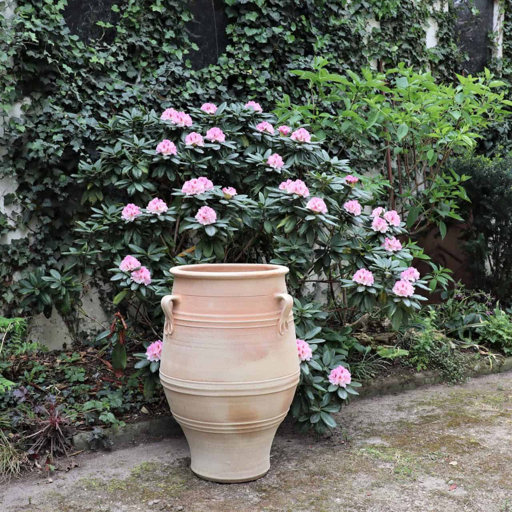 Ein großes Winterfest „Thymus“ H=70cm von Amphore Garten steht vor einem üppigen Busch mit rosa Blütenständen. Der Hintergrund zeigt eine mit grünem Efeu und Thymus 2 bedeckte Wand, die eine friedliche Gartenszene schafft.