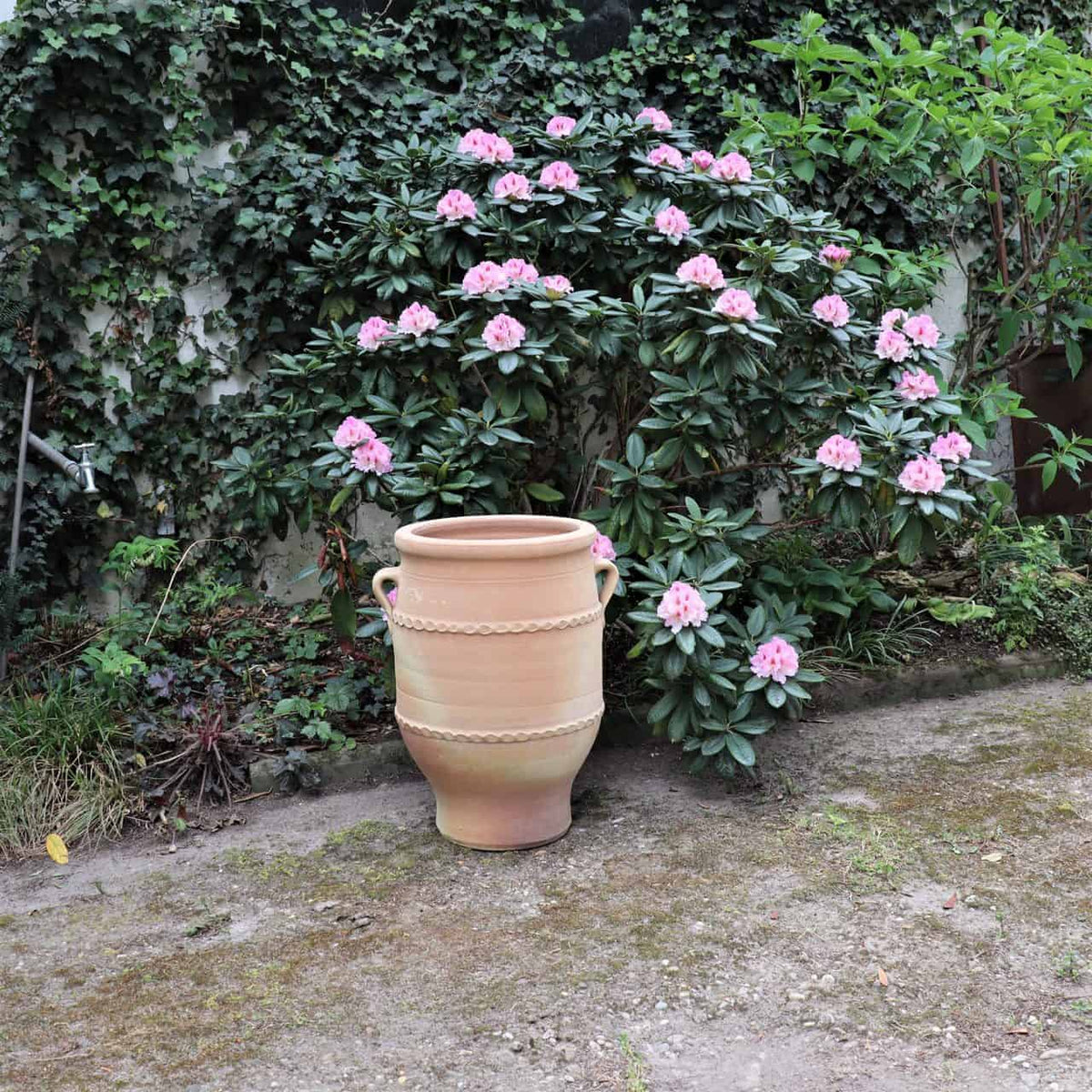 Eine frostfeste Terrakotta-Amphore „Thymus 2“ (H=50cm) steht auf einem Stück Erde vor einem großen Rhododendronbusch mit leuchtend rosa Blüten. Dickes Efeu bedeckt die Wand hinter den Pflanzen und schafft eine üppige, grüne Kulisse. In der Nähe verleihen Thymusbüschel dieser malerischen Gartenszene ein erdiges Aroma.