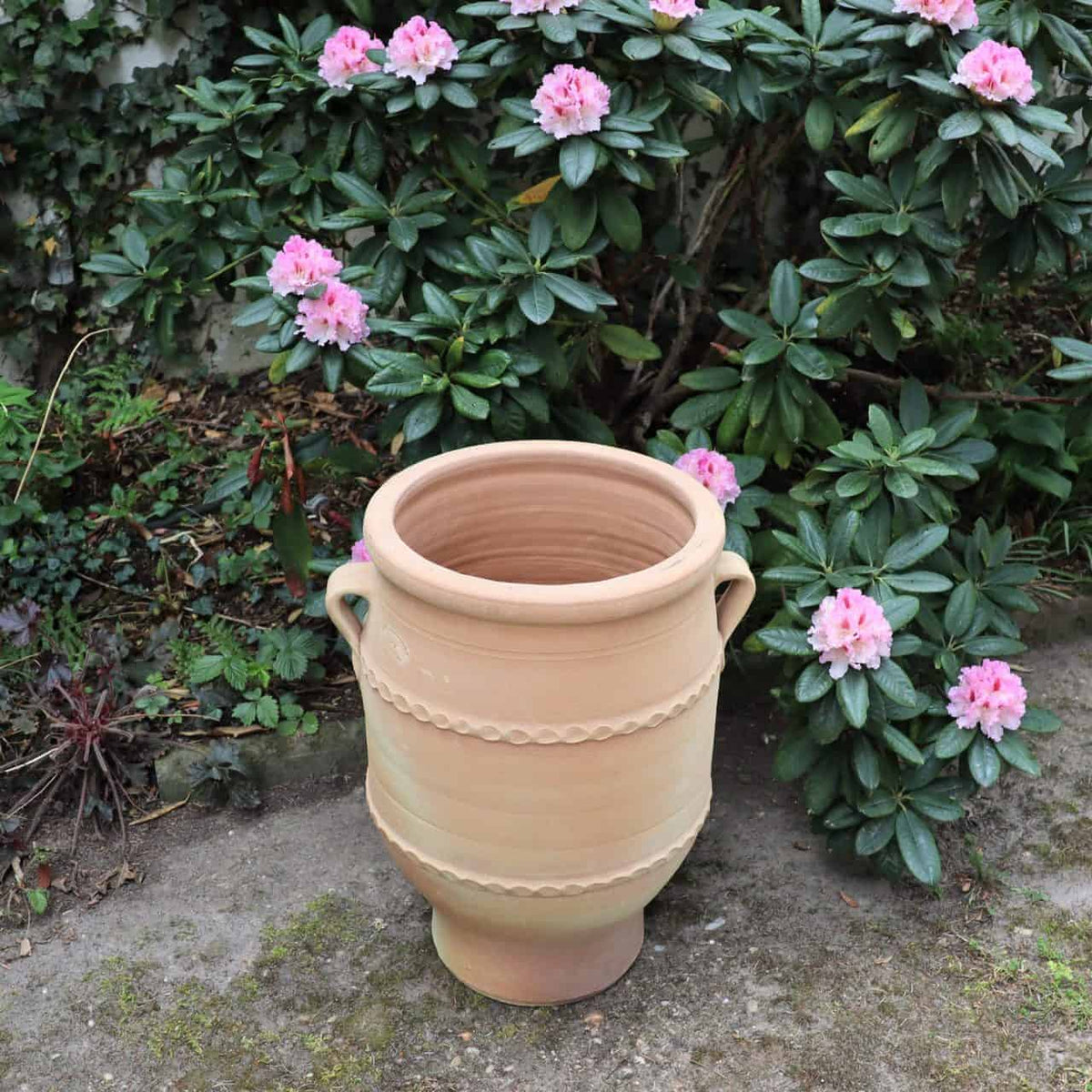 Eine leere, hellbraune, frostfeste Terrakotta-Amphore „Thymus 2“ H=50cm mit zwei Henkeln steht vor einem üppigen grünen Strauch, der mit rosa Blüten geschmückt ist. Der Topf, der in der Mitte ein dekoratives Spiralmuster aufweist, ruht auf einer Mischung aus Erde und kleinen Pflanzen. In der Nähe stehender Thymus verleiht der ruhigen Umgebung eine duftende Note.