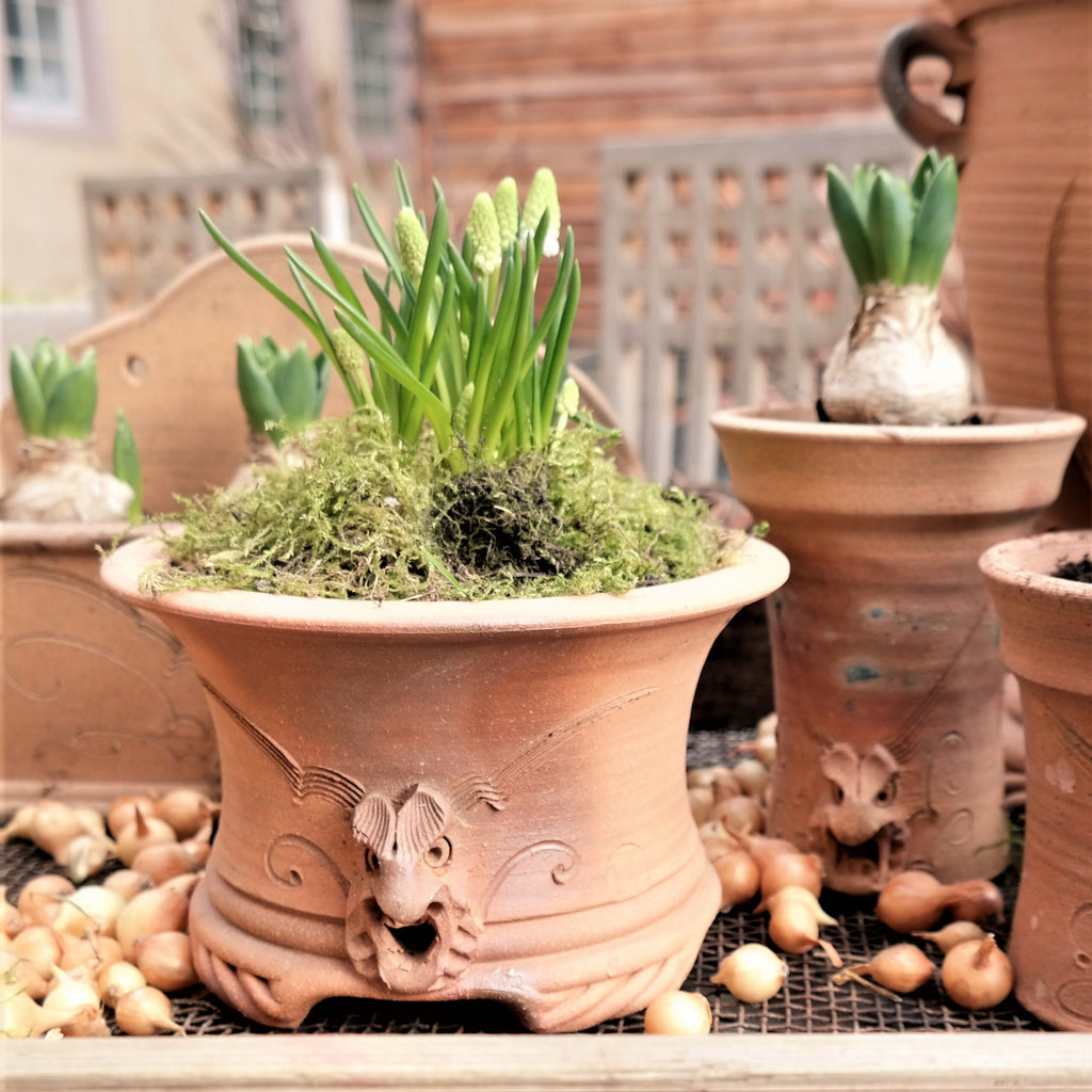 Eine Nahaufnahme eines handgefertigten Terrakotta-Blumentopfs - Frostfest & Dekorativ mit Drachenmotiv, der junge grüne Triebe und Moos enthält. Umliegende Töpfe mit ähnlichen Dekormotiven enthalten weitere Pflanzen, und im Hintergrund liegen verstreut kleine Blumenzwiebeln auf einer Holzoberfläche.