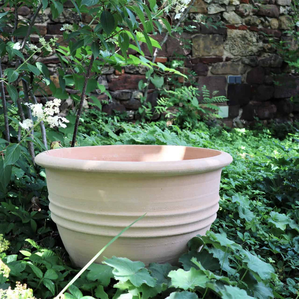 Ein großer, leerer, klassischer Blumentopf „Veronica“ (D=45 cm), in der Farbe Beige, steht zwischen üppigen grünen Pflanzen und Veronica in einer Gartenumgebung. Im Hintergrund ist ein Abschnitt einer alten Steinmauer zu sehen. Die Szene ist lebendig und natürlich und suggeriert eine ruhige Gartenumgebung.