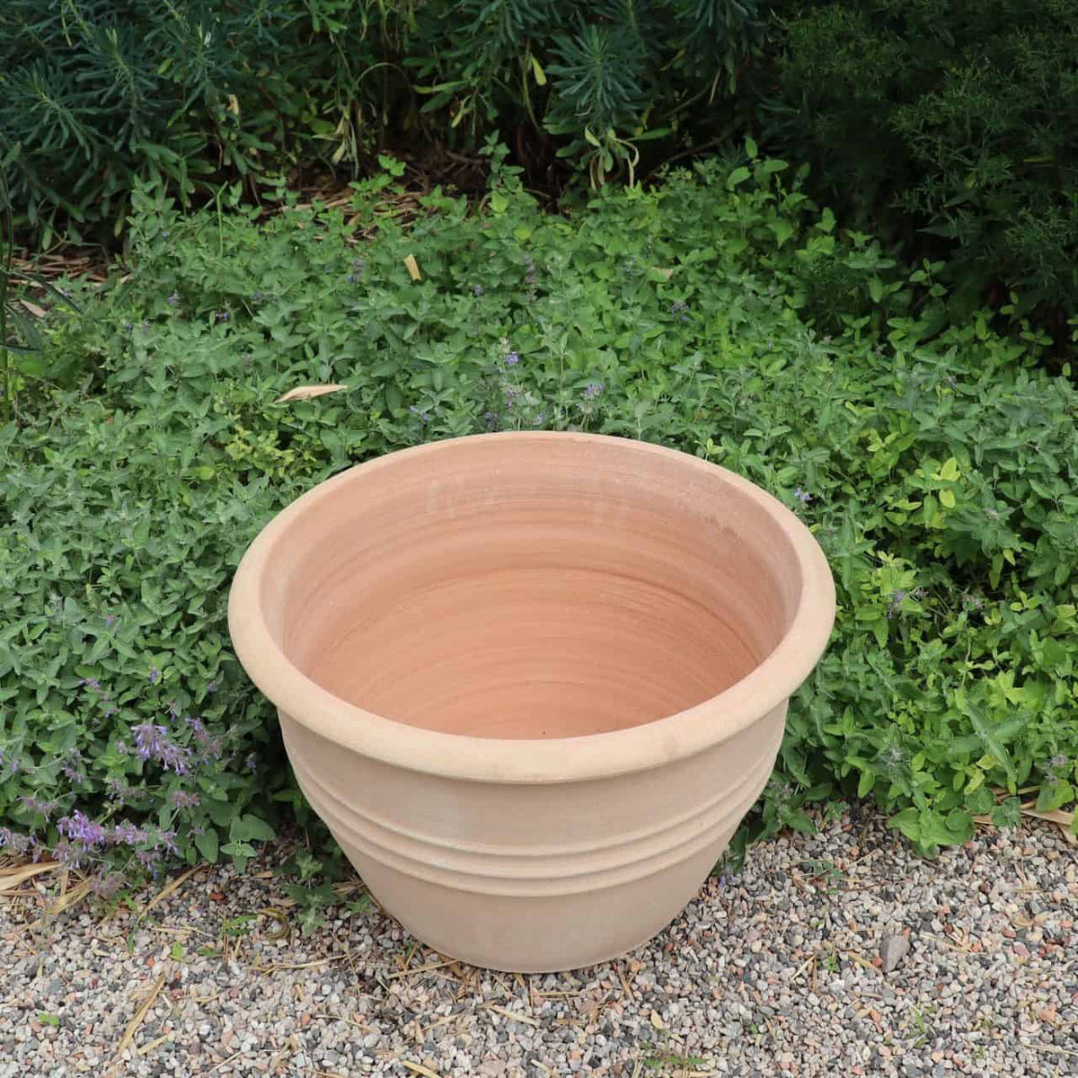 Ein großer, leerer klassischer Terrakotta-Blumentopf „Veronica“ mit einem Durchmesser von 45 cm steht auf einem Bett aus kleinen, hellen Kieselsteinen. Der Topf ist umgeben von üppigem grünem Blattwerk und kleinen violetten Veronica-Blüten in einer Gartenumgebung im Freien.