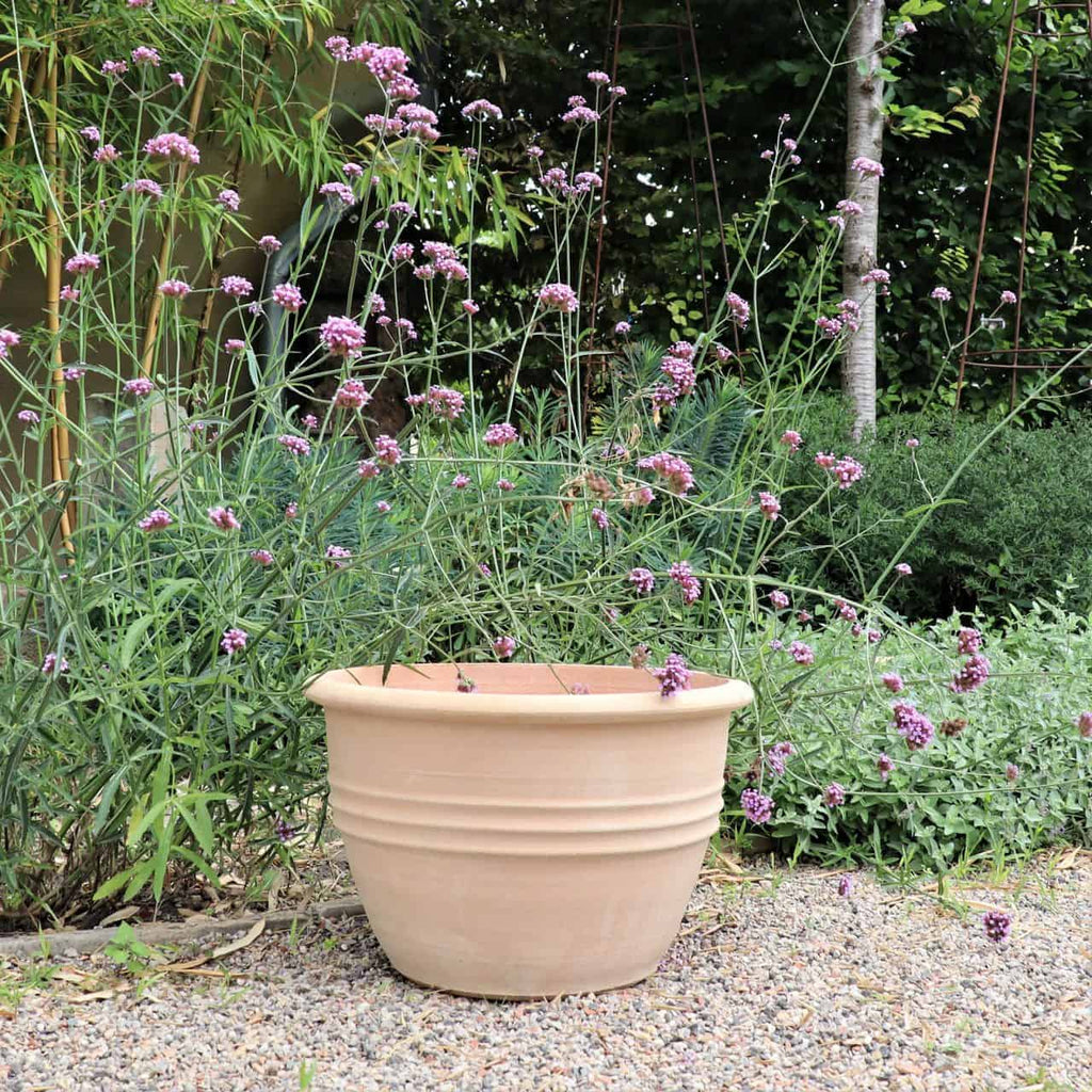 Ein klassischer Blumentopf „Veronica“ mit einem Durchmesser von 45 cm steht auf einer Kiesfläche in einem Garten. Hohe, schlanke, grüne Stiele mit Büscheln kleiner violetter Veronica-Blüten wachsen sowohl im als auch um den Topf herum und sorgen für ein natürliches und leicht wildes Aussehen. Im Hintergrund sind Sträucher und Grünpflanzen zu sehen.