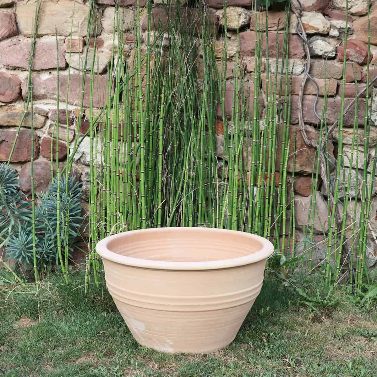 Ein großer, leerer Terrakotta-Blumentopf steht auf einem Rasenstück vor einer Steinmauer, die mit hohen, grünen Bambuspflanzen geschmückt ist. Die Steinmauer in verschiedenen Braun- und Beigetönen verleiht der Szene rustikalen Charme. Daneben blüht eine winterharte Pflanzschale „Veronica“, D=55 cm, anmutig auf 55 cm Höhe.