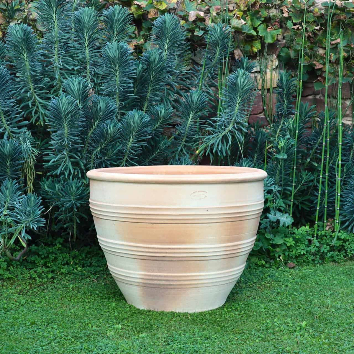 Ein großer frostbeständiger Keramiktopf „Veronica“ D=75 cm aus Terrakotta mit horizontalen Rillen steht auf einem üppigen grünen Rasen. Im Hintergrund sind dichte, blattreiche Pflanzen mit hohen, schlanken Stielen und eine teilweise mit Weinreben bedeckte Ziegelmauer zu sehen. Die Szene ist im Freien und gartenähnlich.