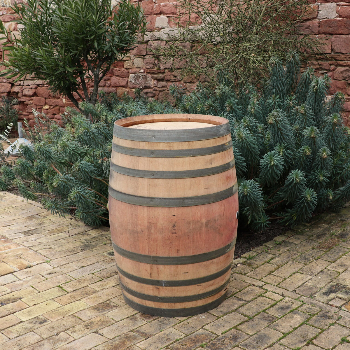 Ein Original 300L Weinfass, Barriquefass, Regenfass aus Eiche, gebraucht mit Metallbändern steht auf einem mit Ziegeln gepflasterten Außenbereich, umgeben von grünen Pflanzen und Büschen. Im Hintergrund ist eine rote Ziegelsteinmauer zu sehen. Die Szene scheint in einem Garten oder Innenhof zu spielen.