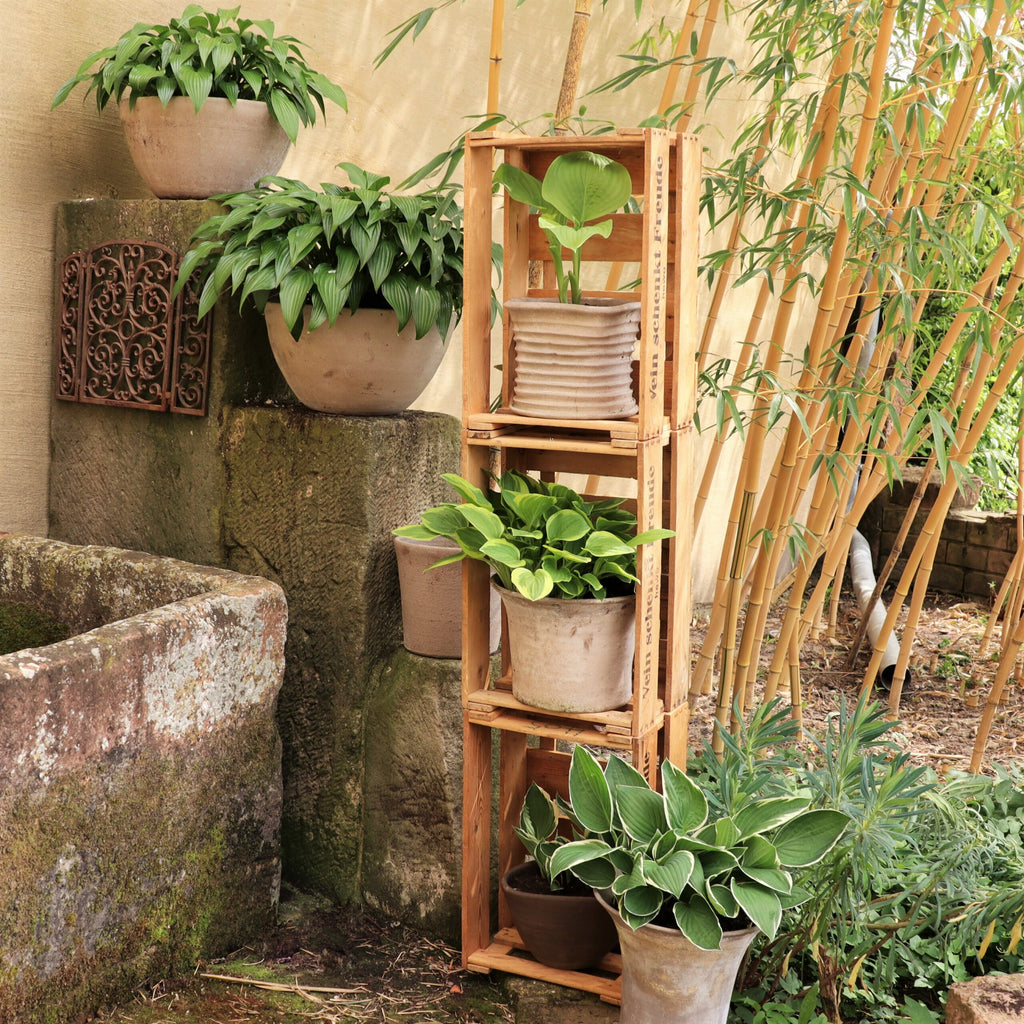 Eine ruhige Gartenecke mit verschiedenen Topfpflanzen, die auf und um ein rustikales Holzregal aus einer alten Weinkiste aus Holz Vintage aus der Pfalz mit Aufschrift angeordnet sind. Der Hintergrund besteht aus Bambusstäben und einer Steinmauer, die der Szene eine natürliche und ruhige Atmosphäre verleihen.