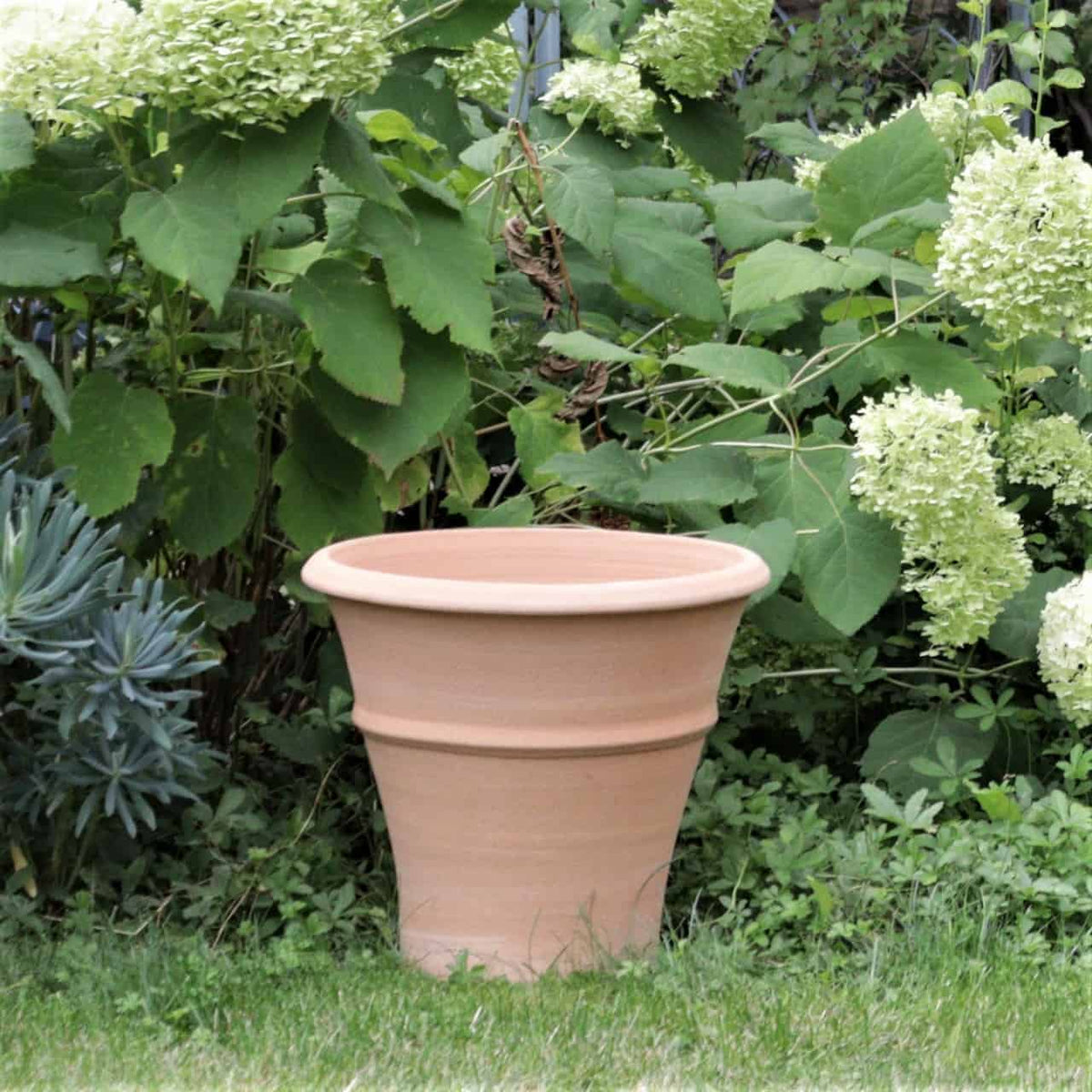 Ein großes, leeres, beiges winterhartes Terrakotta-Pflanzgefäß „Yucca“ mit einer Höhe von 35 cm steht auf grünem Gras vor üppigem grünem Laub und weißen Hortensienblüten in einem Garten. Die Szene ist hell und voller natürlichem Grün.