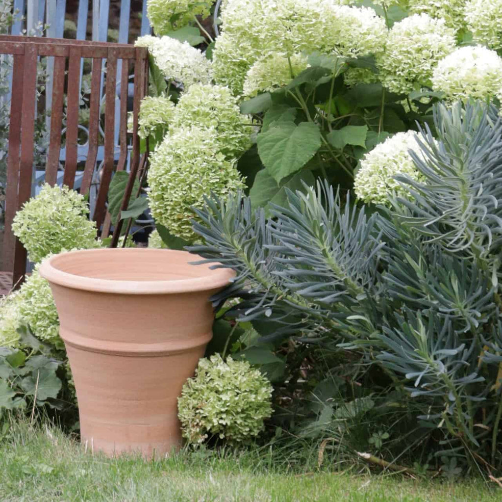 Ein winterhartes Terrakotta-Pflanzgefäß „Yucca“, H=35 cm, steht auf dem Rasen neben einem üppigen, grünen Hortensienbusch mit großen weißen Blütenständen. Im Hintergrund ist ein Holzzaun zu sehen, und belaubte Zweige ragen in den Rahmen hinein.