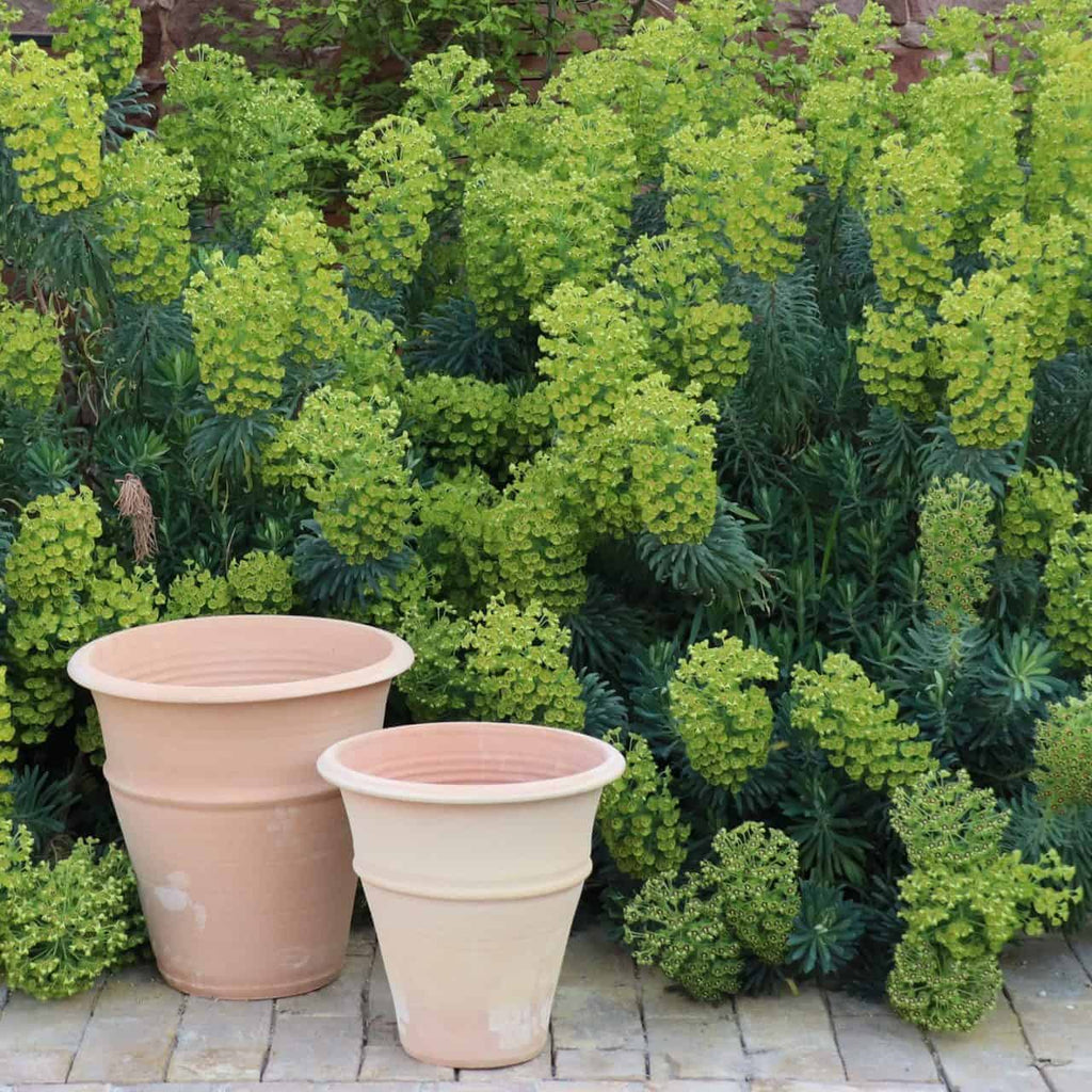 Zwei leere winterharte Terrakotta-Pflanzgefäße unterschiedlicher Größe stehen auf einem Steinweg vor üppigen grünen Pflanzen mit Büscheln kleiner gelbgrüner Blüten. Die Szene erinnert an eine Gartenumgebung, die auf neue Pflanzen wartet, vielleicht eine auffällige Yucca für das größere winterharte Terrakotta-Pflanzgefäß „Yucca“, H=35 cm.